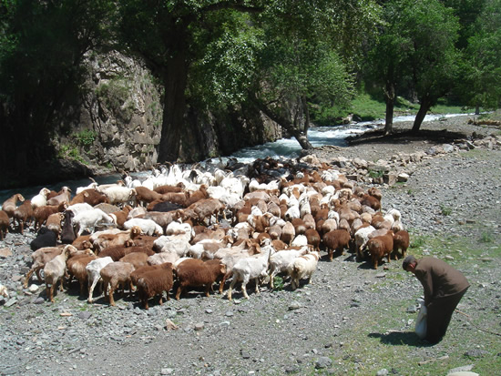 TianChi